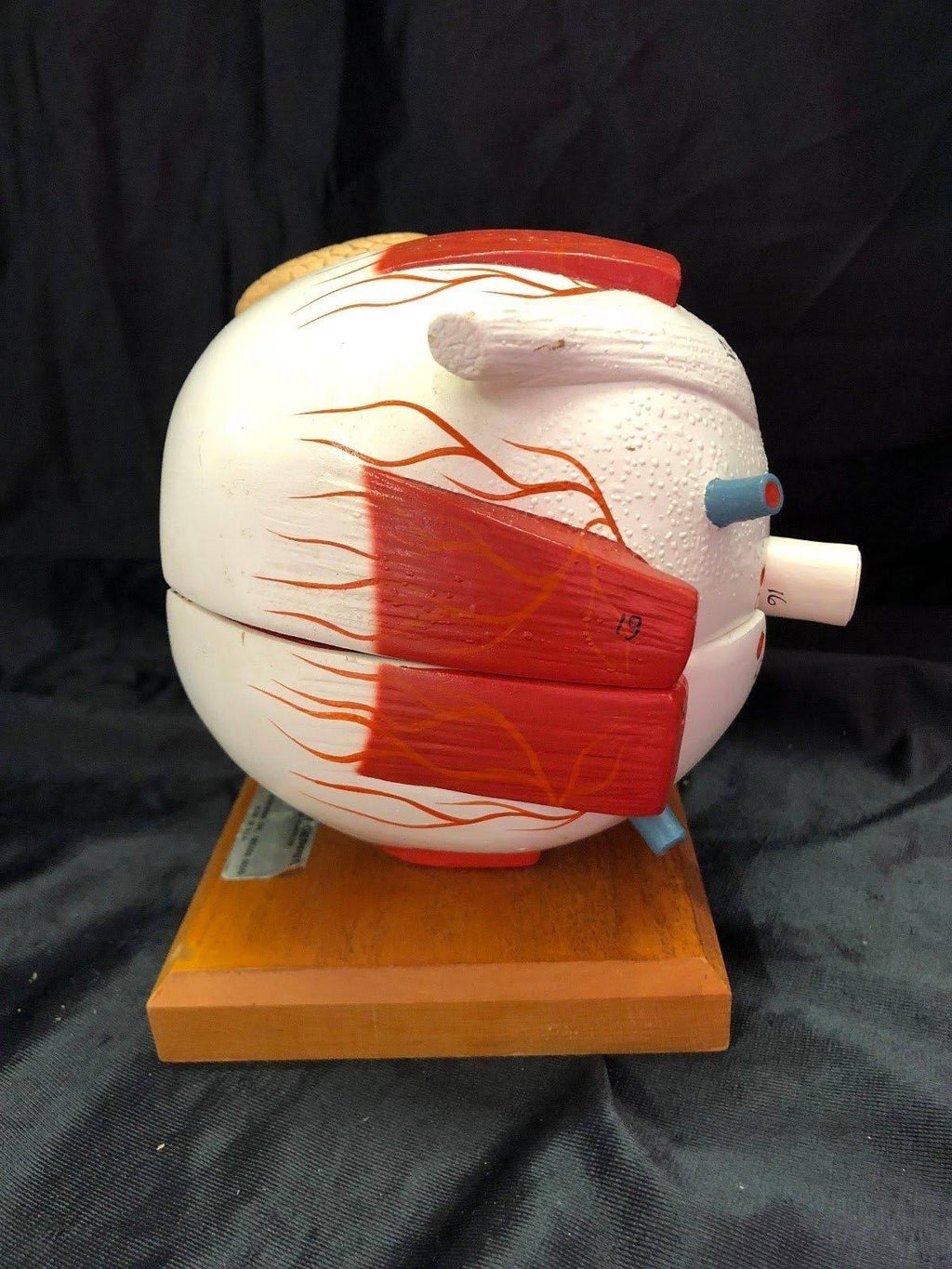 Giant Five Part Eye Anatomical Model V9528