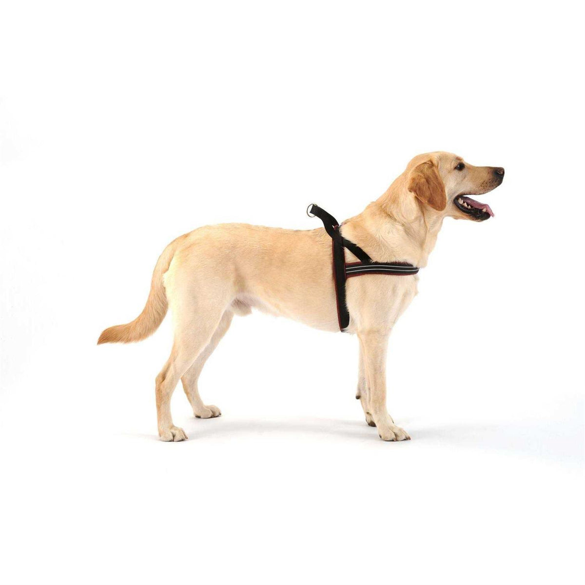Sport Harness Z362