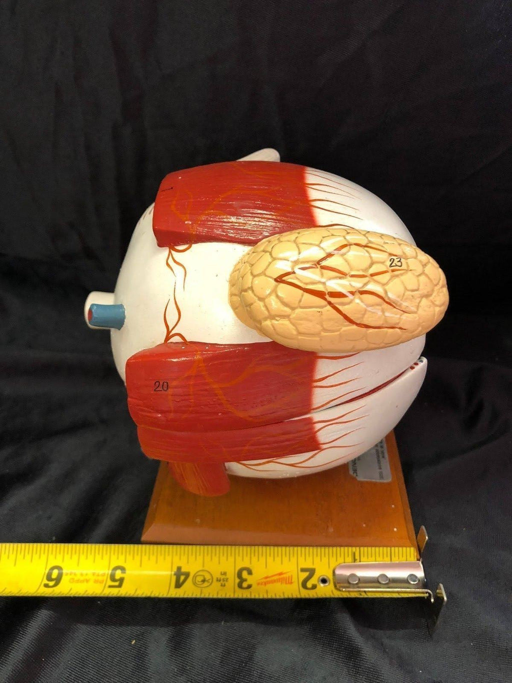 Giant Five Part Eye Anatomical Model V9528