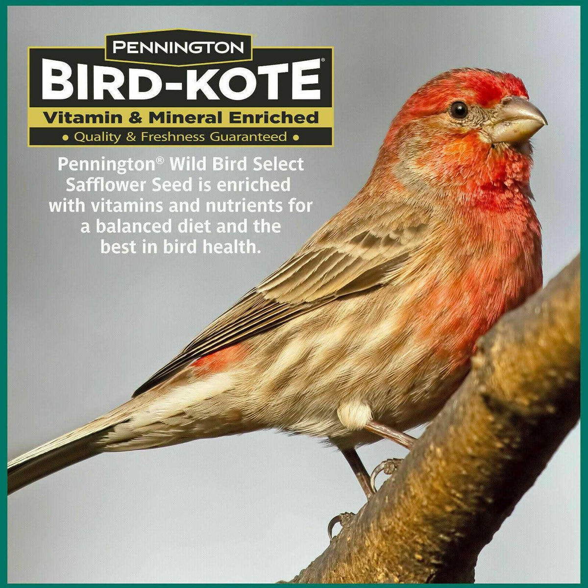 Safflower Seed Wild Bird Feed & Seed N9055