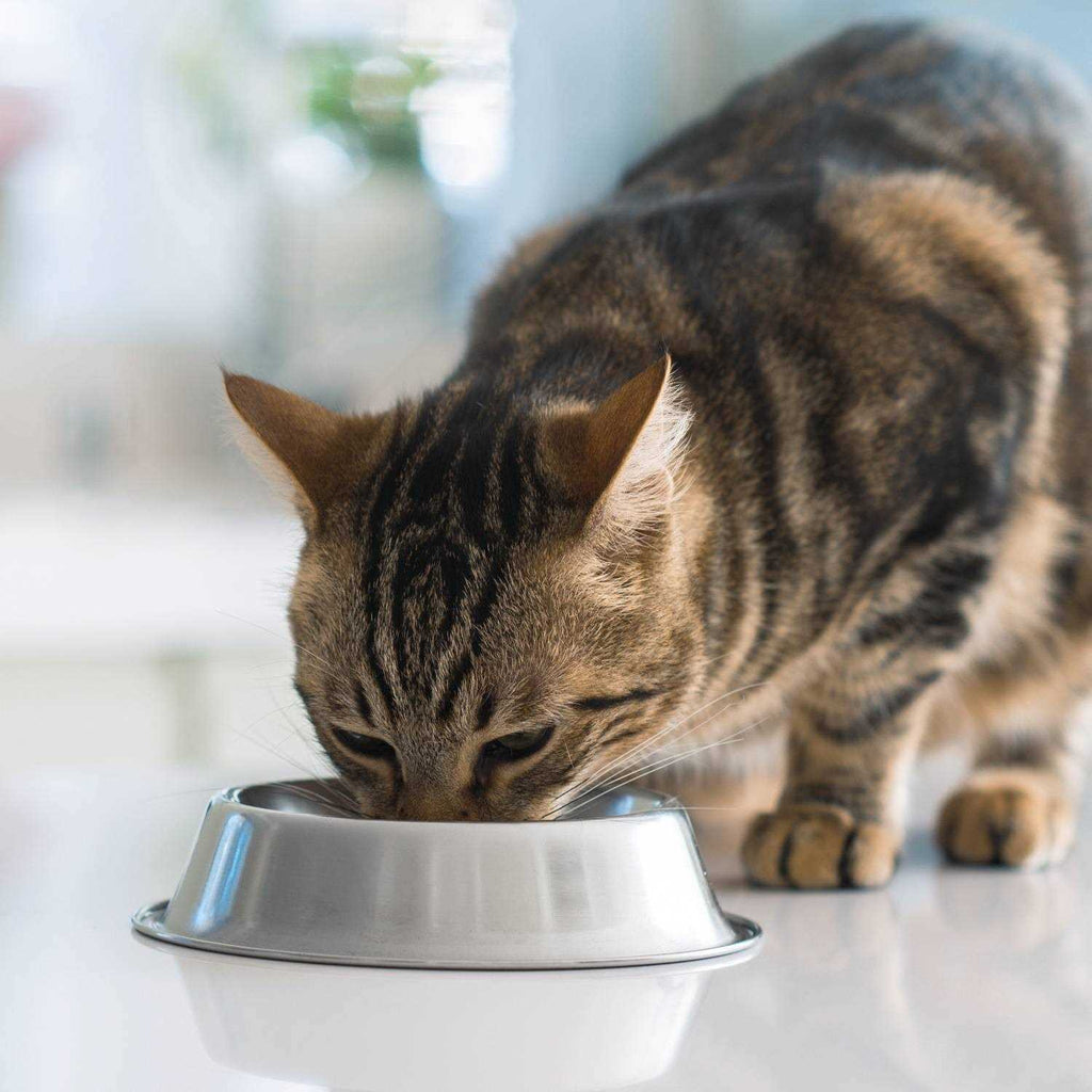 Turkey Chicken Recipe Adult Dry Cat Food O43284