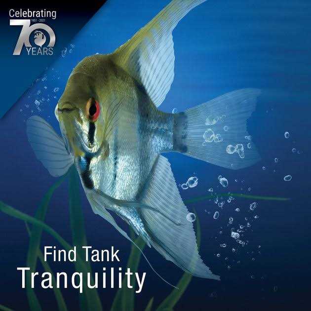 1.5 Gallon LED Cube C70989