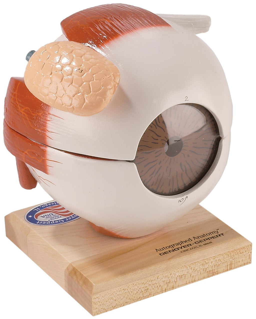 Giant Five Part Eye Anatomical Model V9528