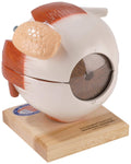 Giant Five Part Eye Anatomical Model V9528