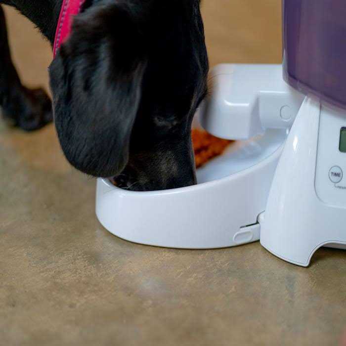 Automatic Dry Pet Food Feeder W53535