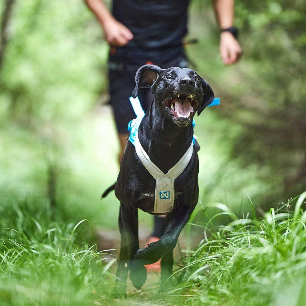 Dog Harness Y831789