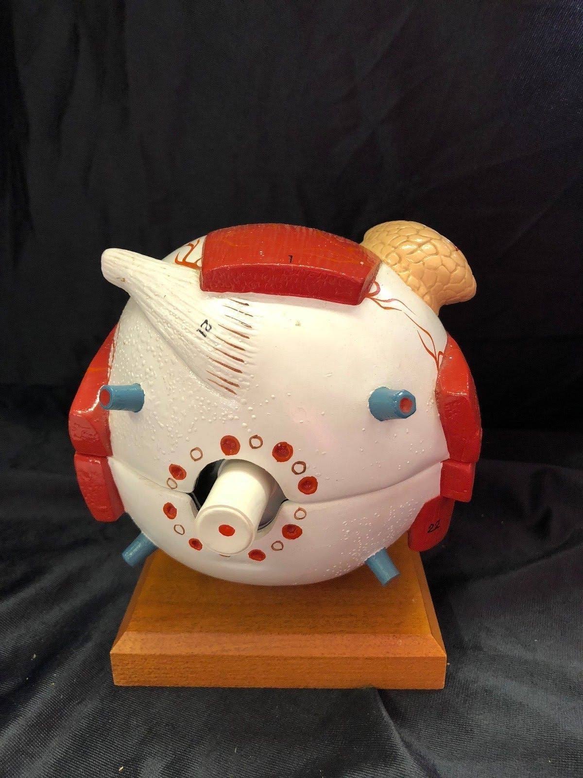 Giant Five Part Eye Anatomical Model V9528