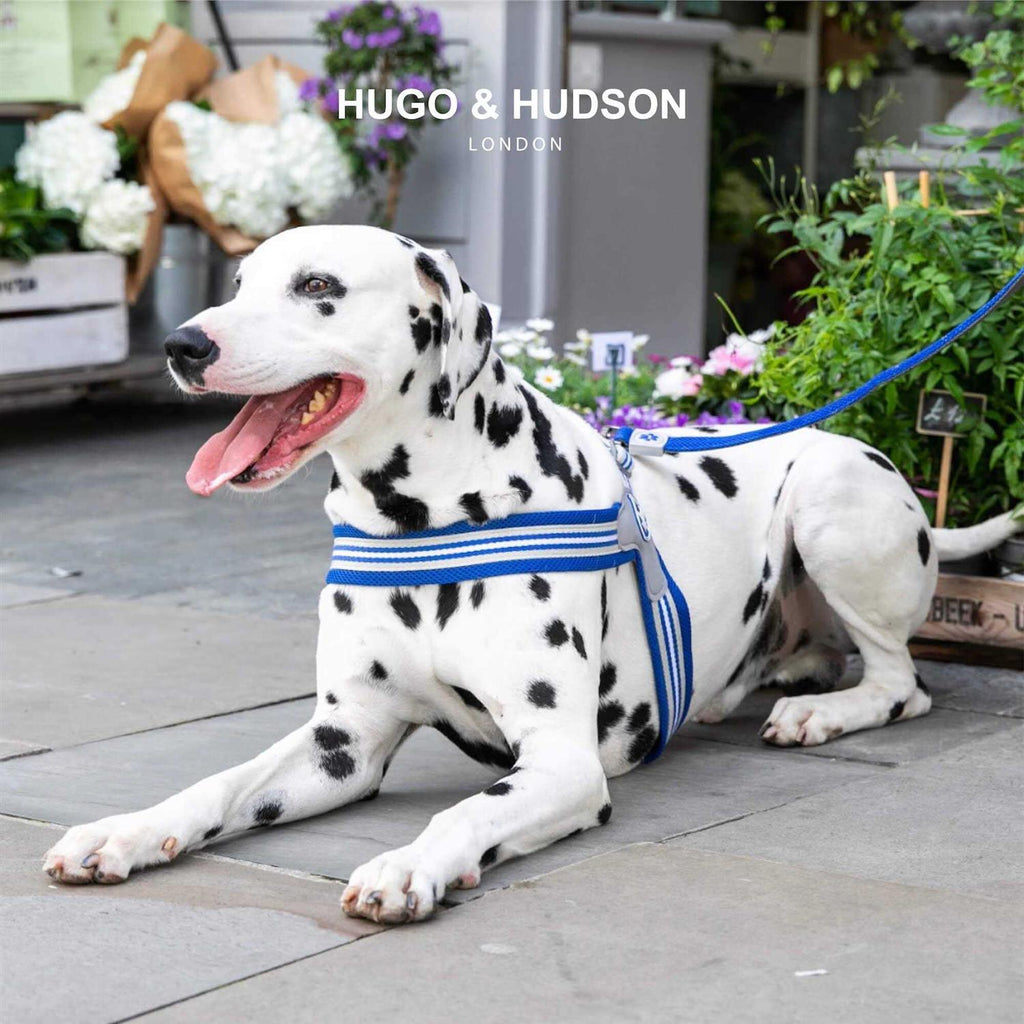 Dog Harness L172