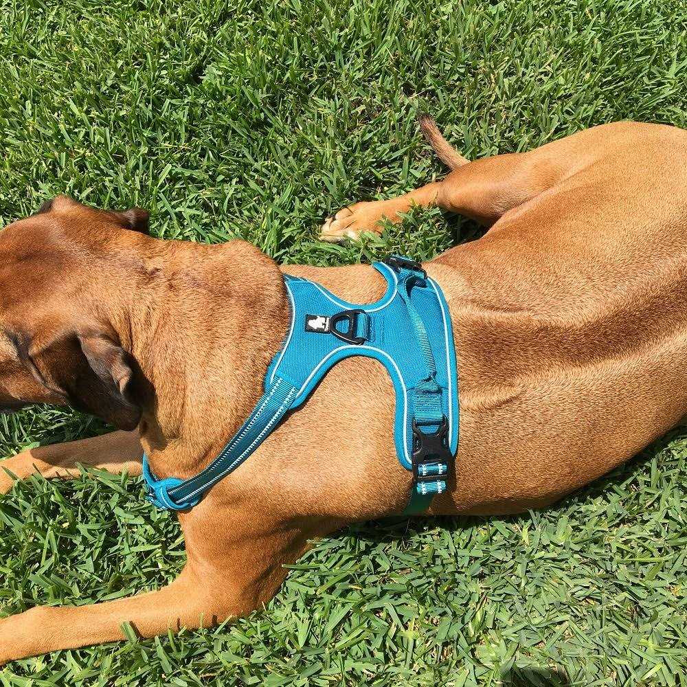 Reflective Dog Harness and Leash H430248