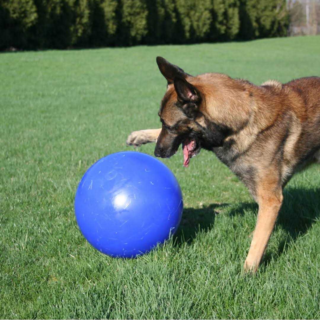 Push n Play Ball M8161