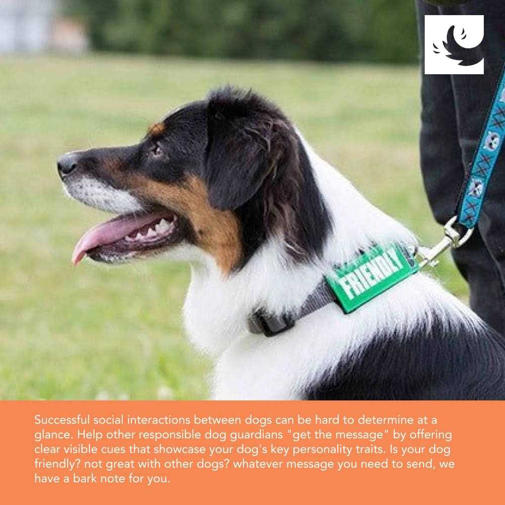 Dog Collar and Leash I392939