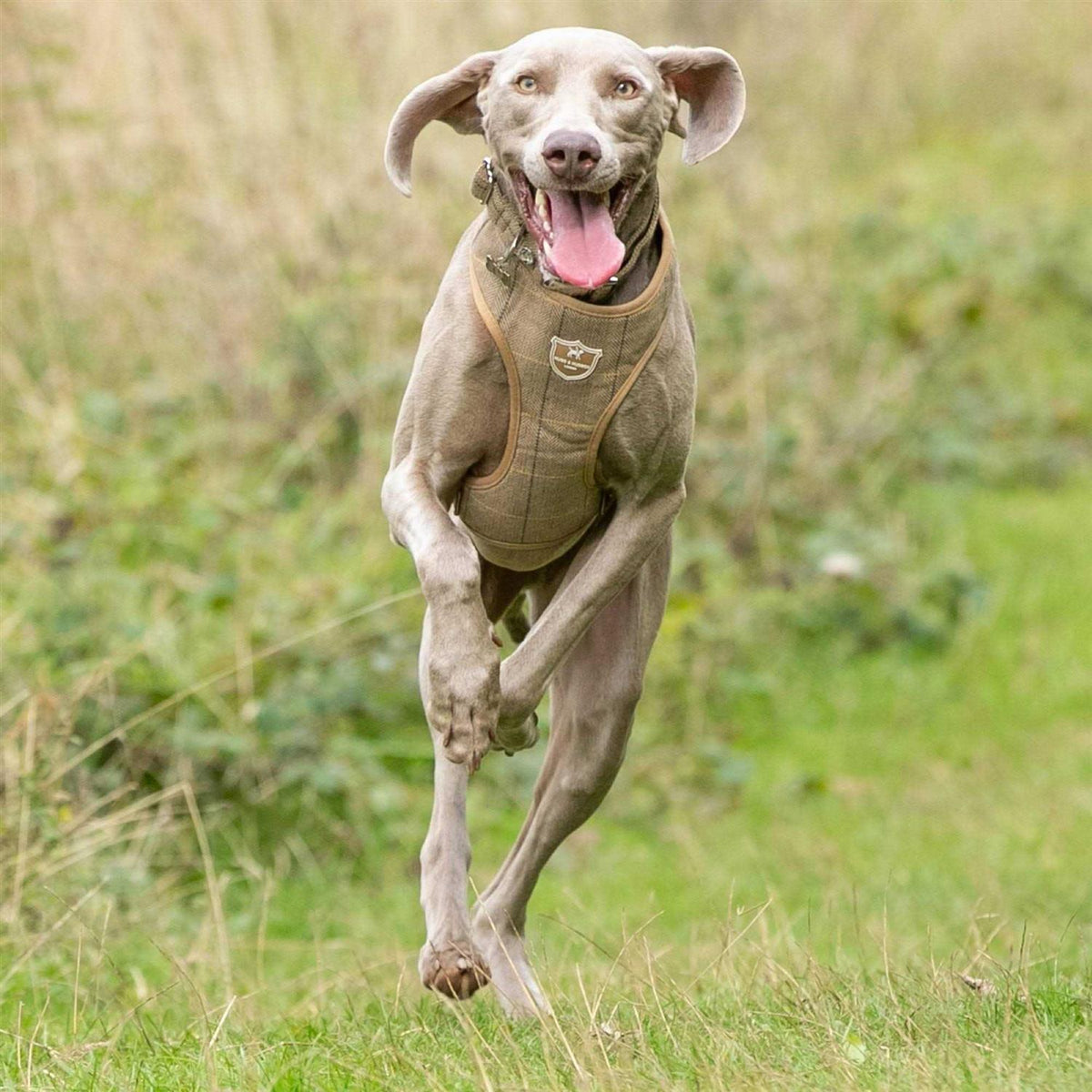 Tweed Dog Harness Vest N7872