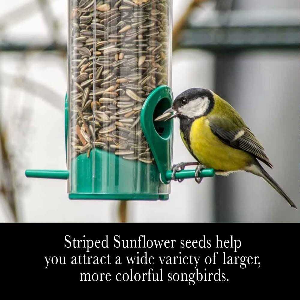 Striped Sunflower Seeds H346021