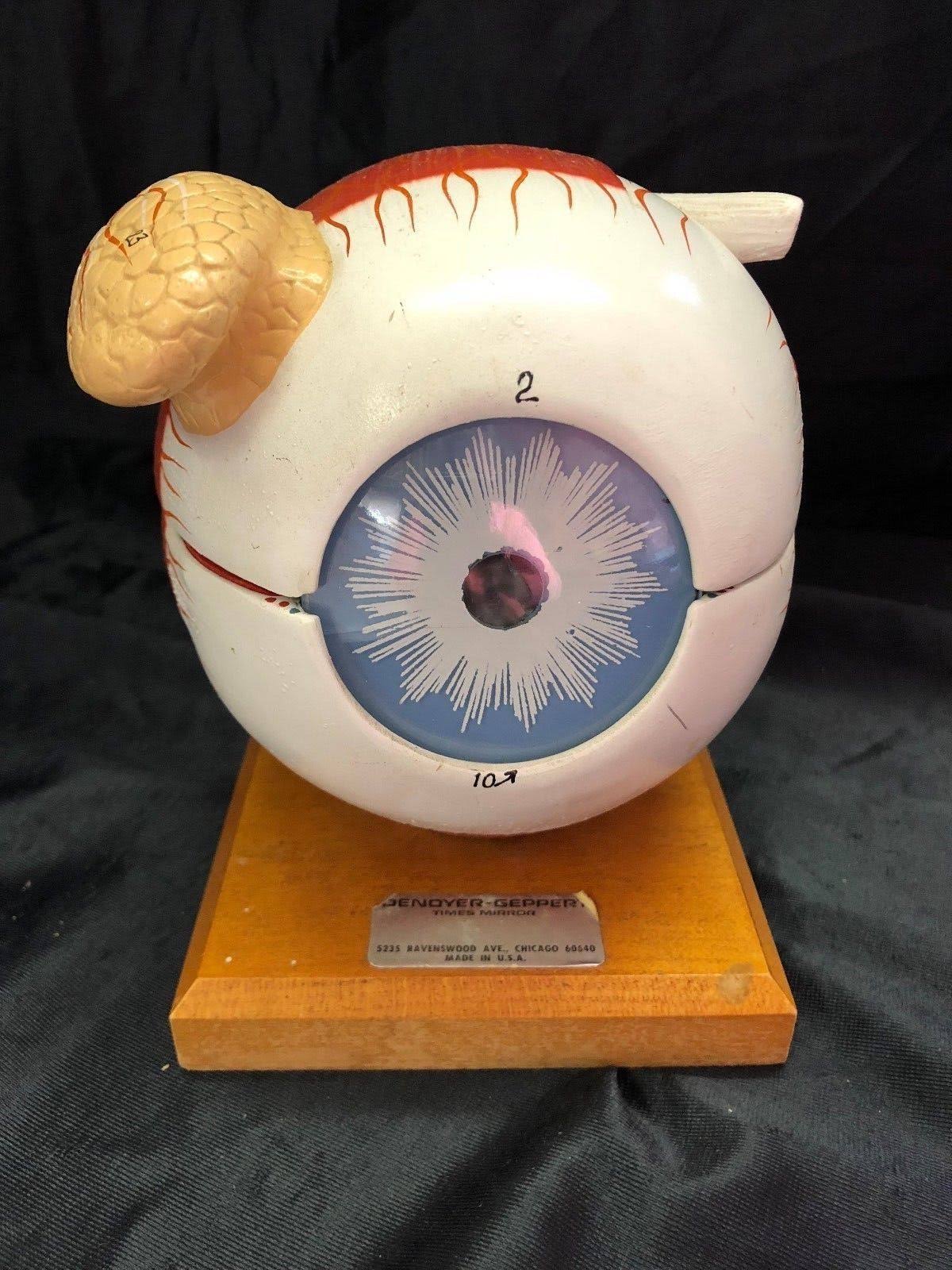 Giant Five Part Eye Anatomical Model V9528