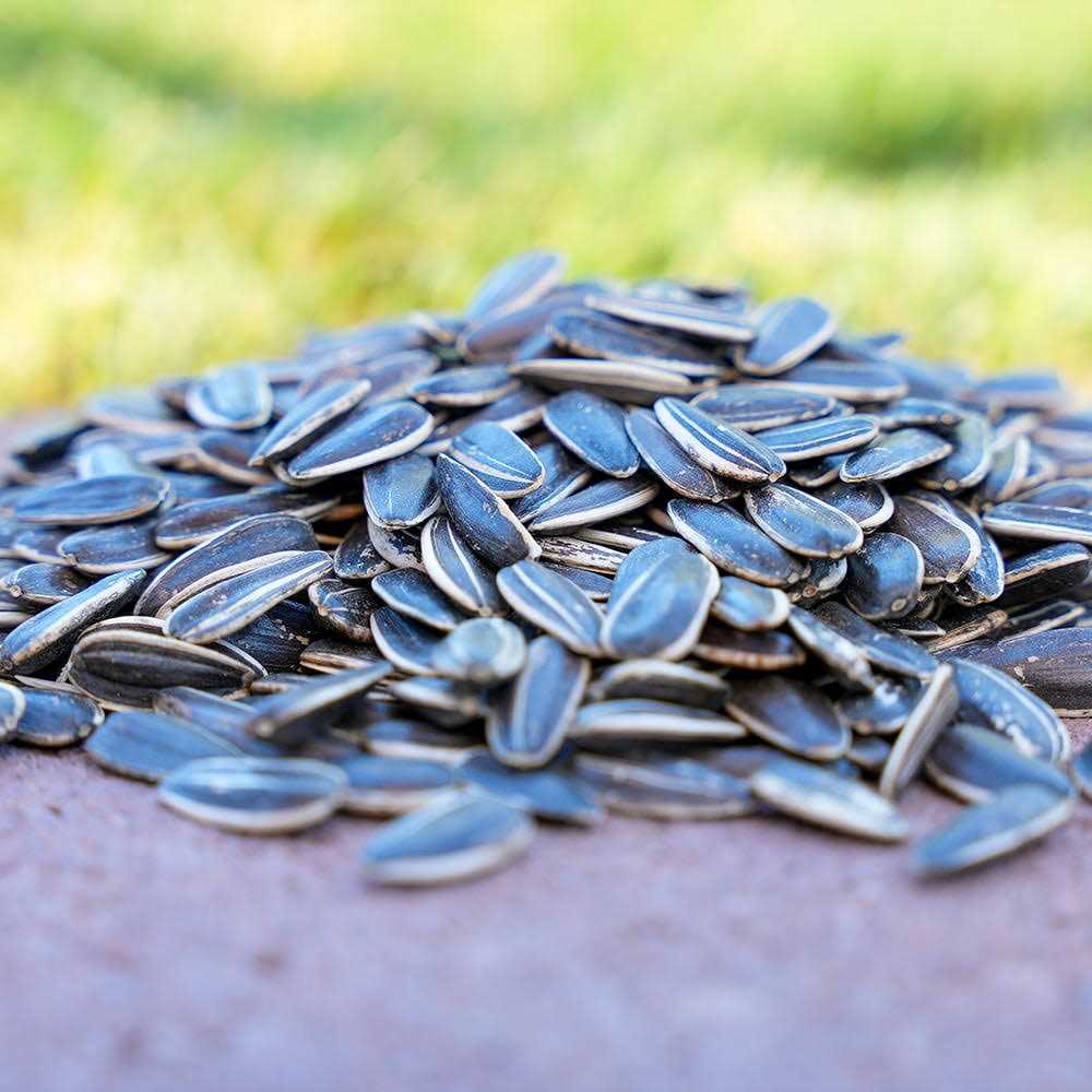 Striped Sunflower Seeds H346021