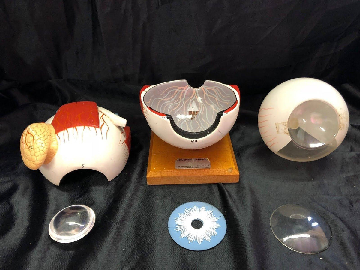 Giant Five Part Eye Anatomical Model V9528