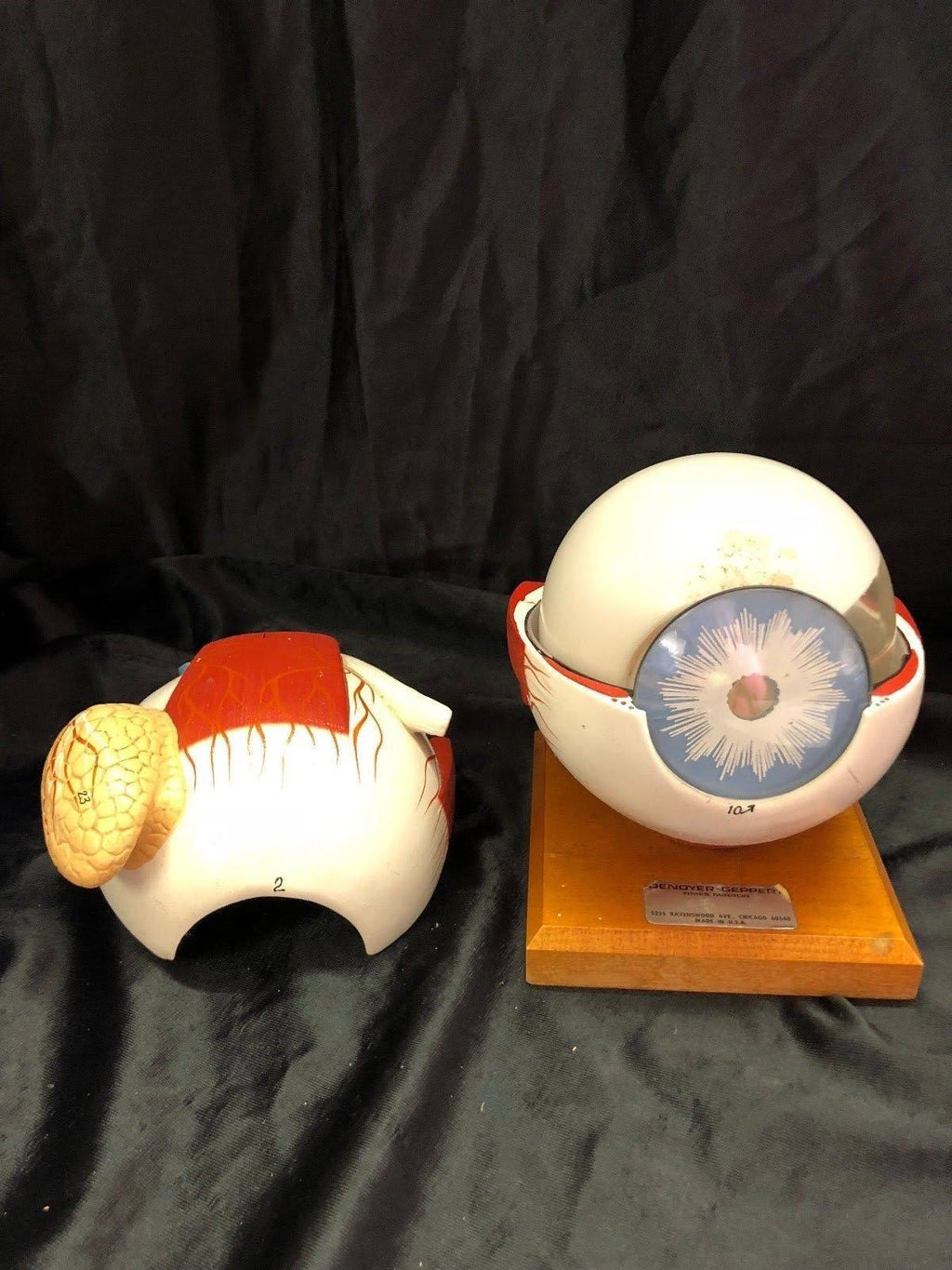 Giant Five Part Eye Anatomical Model V9528