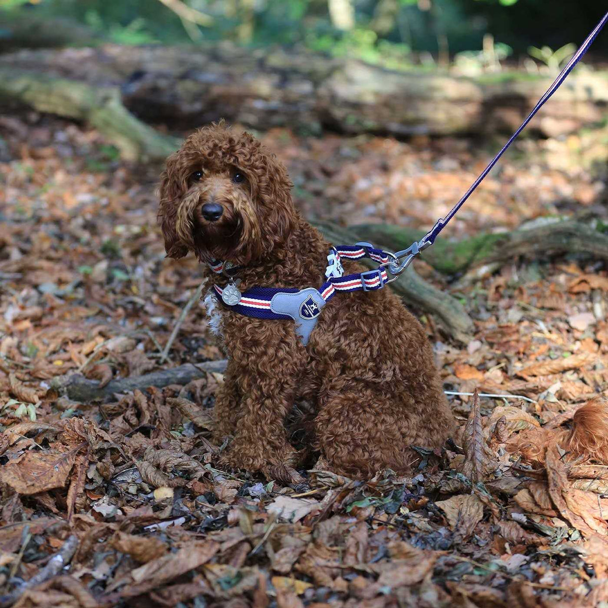 Dog Harness P134