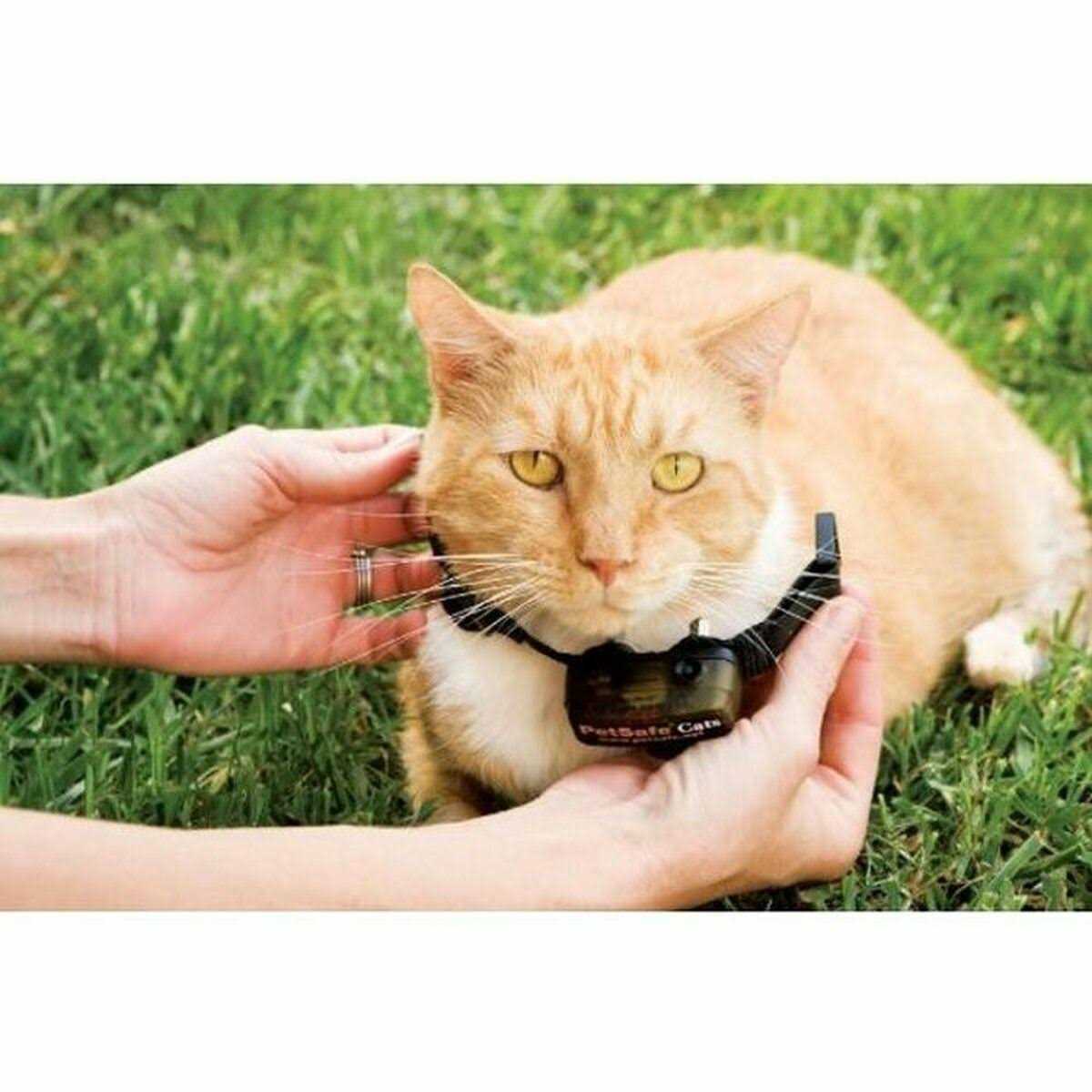 Cat Fence Receiver Collar B56196