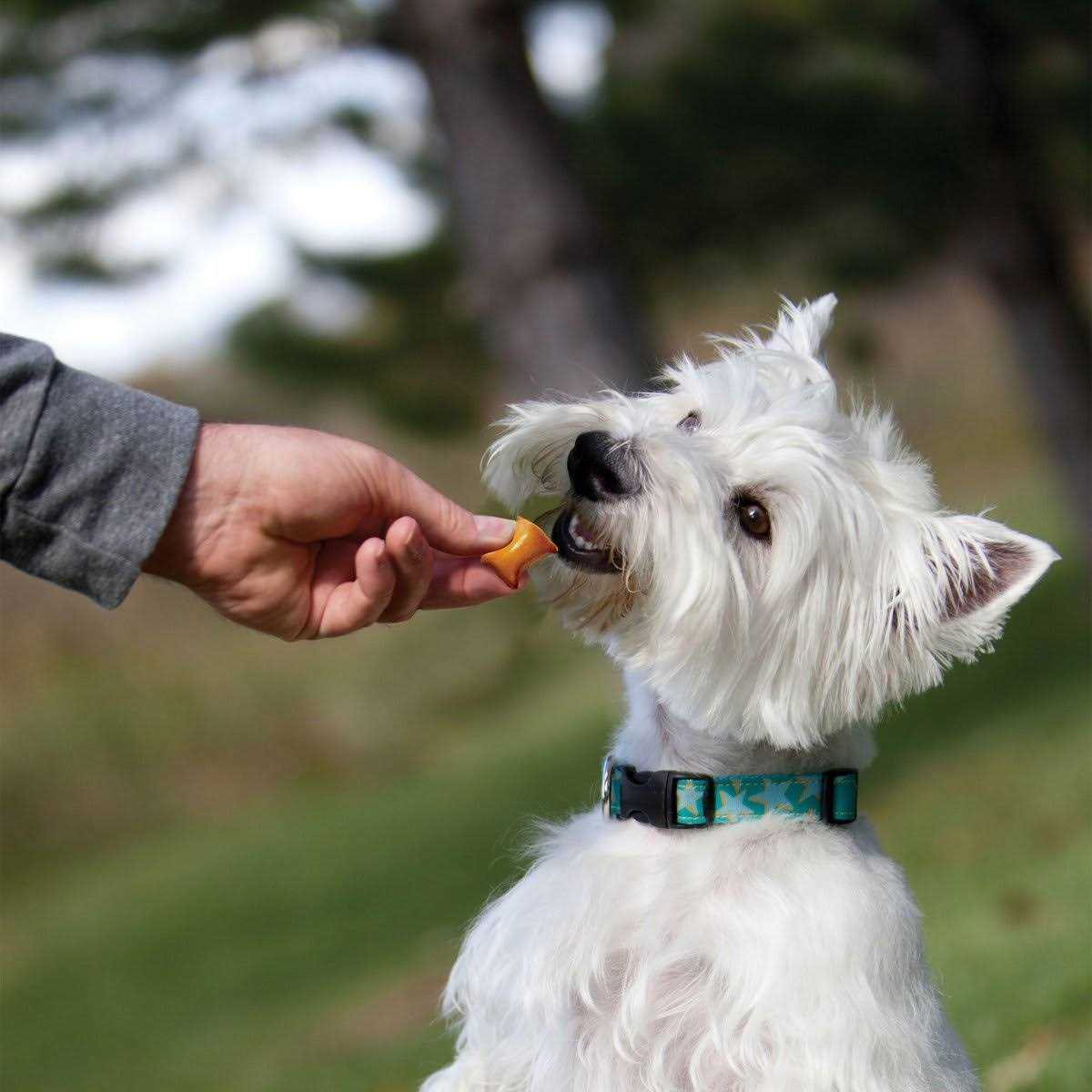 Creamy PB & Pretzel Dog Treats W7712