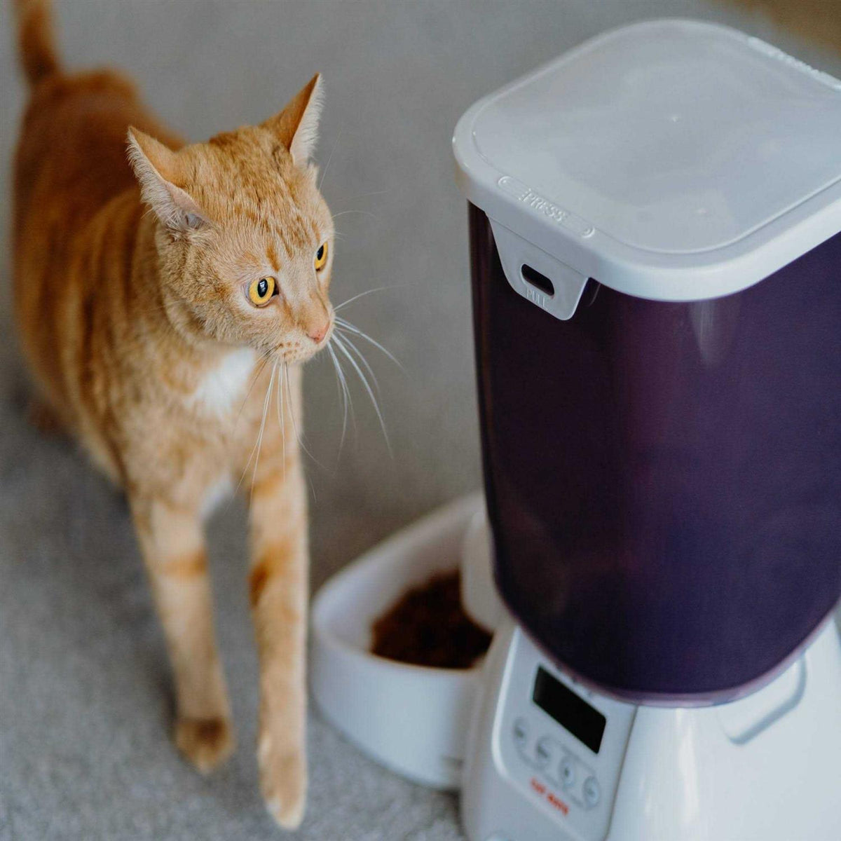 Automatic Dry Pet Food Feeder W53535