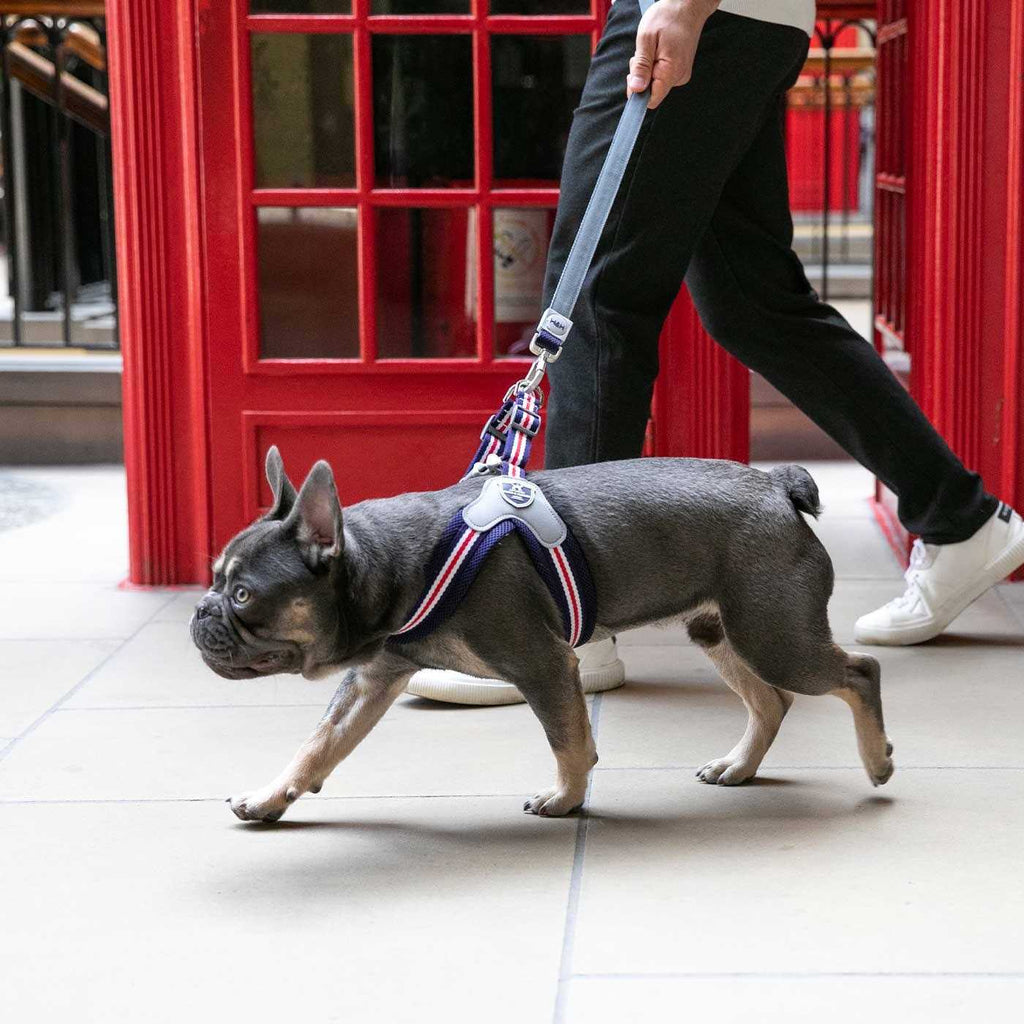 Dog Harness P134